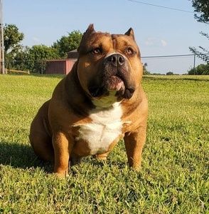 Meet your Posher, Allen